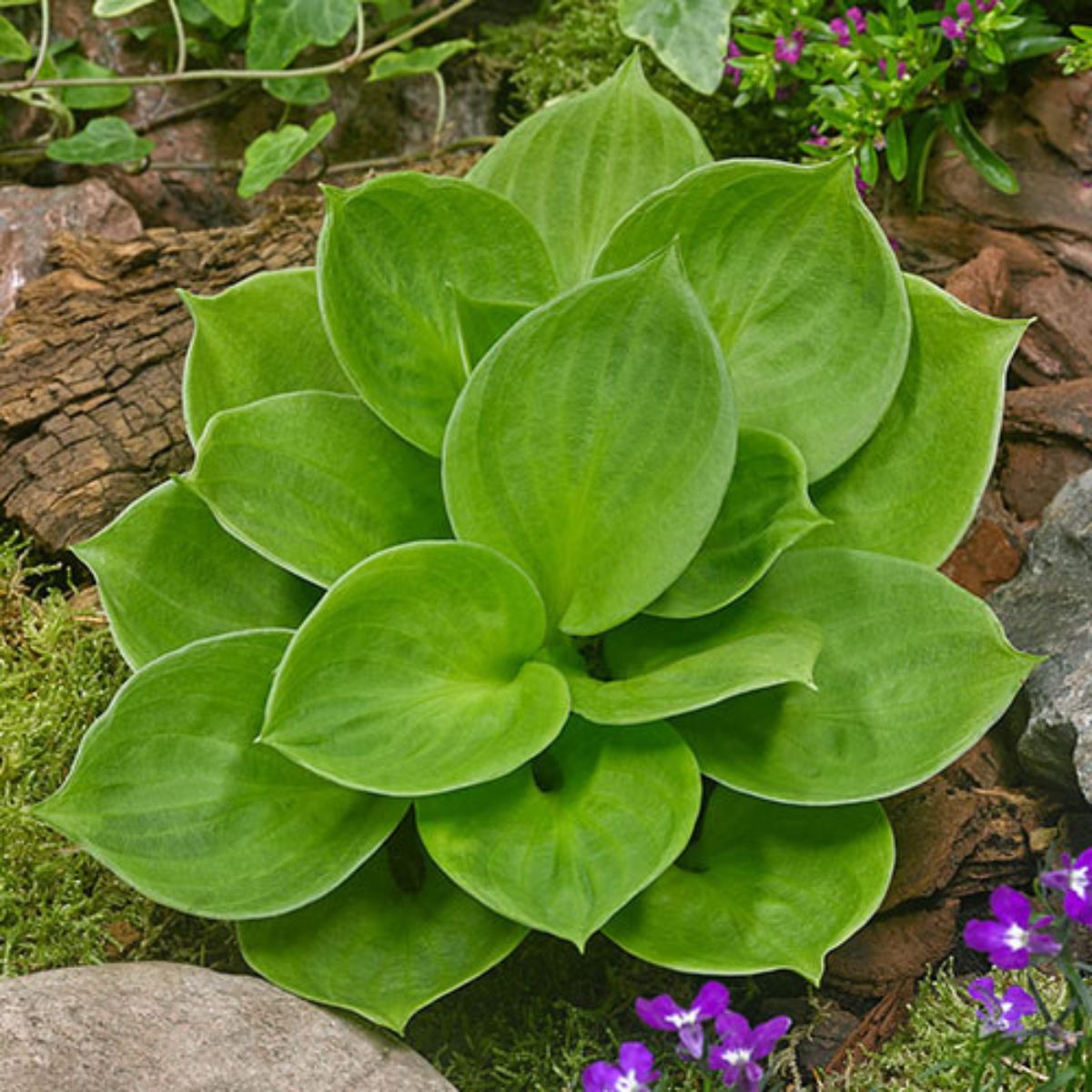 Monster Ears Mini Hosta