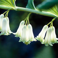 Polygonatum Canaliculatum Flower Seeds – Heirloom, Non-GMO, Easy to Grow for Garden Planting