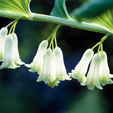 Polygonatum Canaliculatum Flower Seeds – Heirloom, Non-GMO, Easy to Grow for Garden Planting