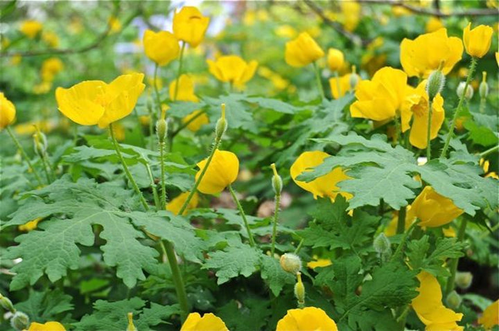 Stylophorum Lasiocarpum Flower Seeds for Planting, Heirloom, Non-GMO, 100