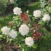 Rose- Pope John Paul II