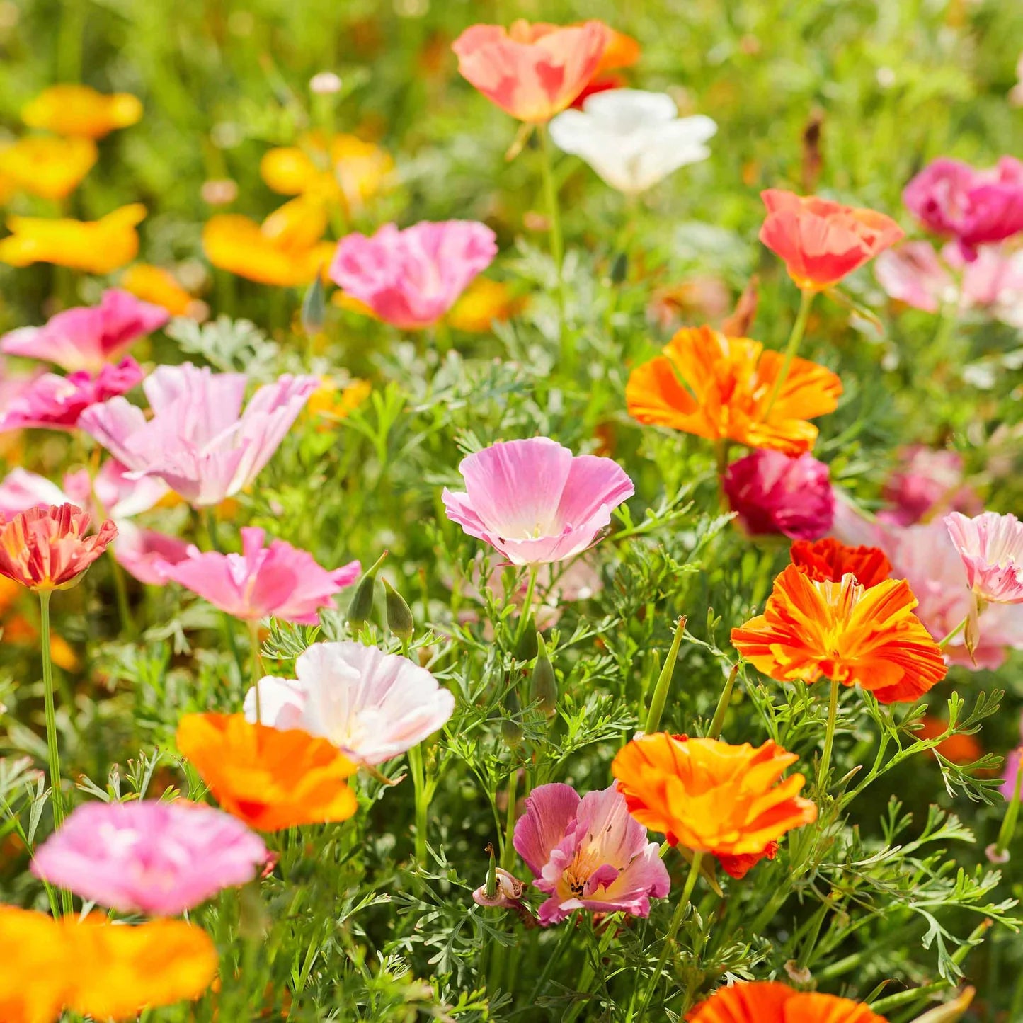 Californian Poppy- Single Choice Mix