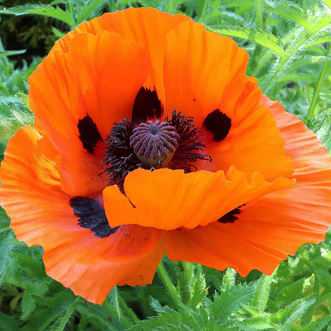 Oriental Poppy- Mix