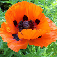 Oriental Poppy- Mix