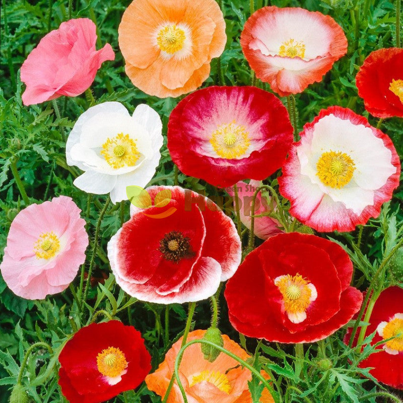 Shirley Poppy- Double Mix