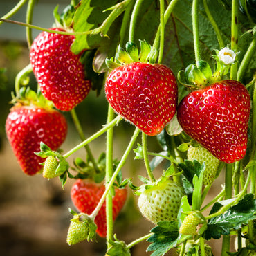 Strawberry- Melba PBR (Runner x5)