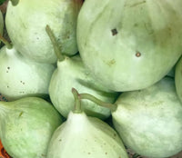 White Bottle Gourd Seeds for Planting – Non-GMO, Heirloom Quality