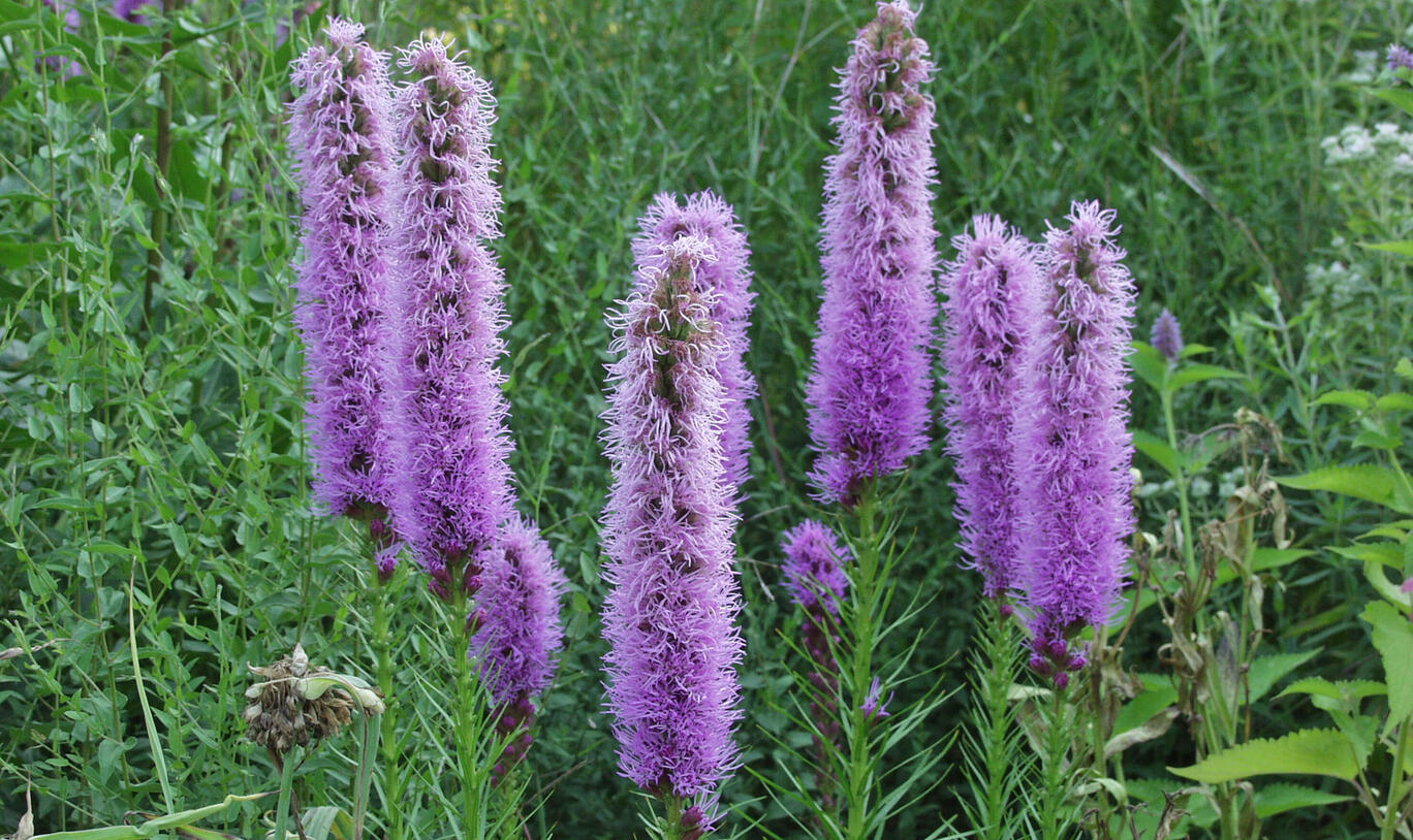Heirloom Prachtscharte Flower Seeds, Non-GMO Blazing Star Blooms for Pollinator-Friendly Garden Planting for planting in home garden