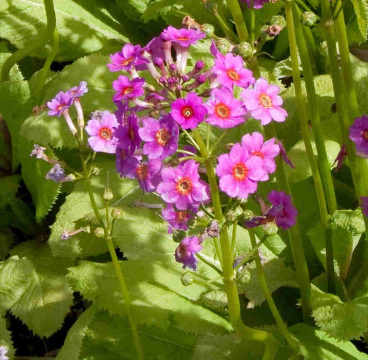 Primula Japonica Flower Seeds, Heirloom, Non-GMO Seeds for Planting