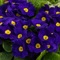 Heirloom Non-GMO Blue Cobalt Primrose Flower Seeds – Vibrant Colorful Blooms for Garden Planting