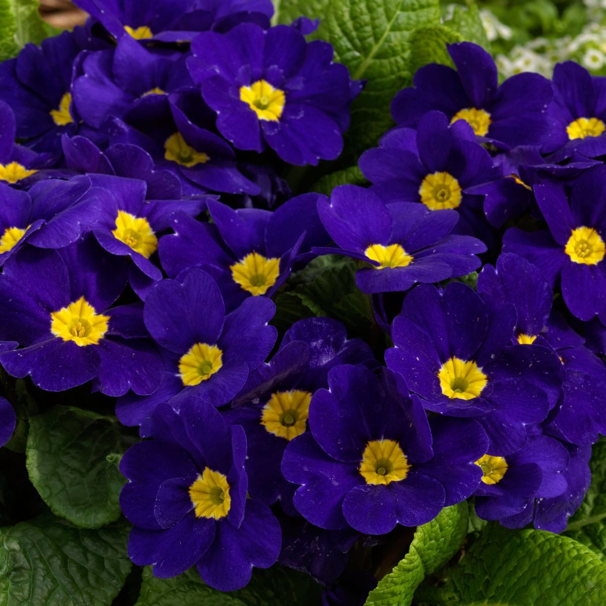 Heirloom Non-GMO Blue Cobalt Primrose Flower Seeds for planting in home garden