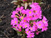Himalayan Primrose Flower Seeds, Heirloom, Non-GMO Seeds for Planting