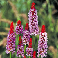 Heirloom Non-GMO Kniphofia Flower Seeds for Planting – Red Hot Poker Perennial Blooms