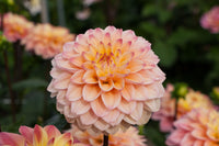 Princesse Elisabeth Dahlia