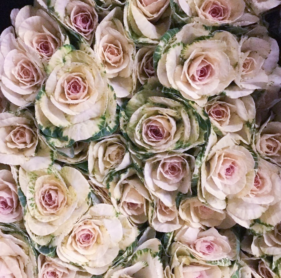 Crane White – Ornamental Kale Seed