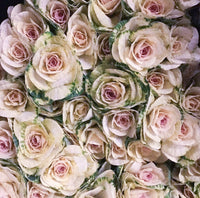 Crane White – Ornamental Kale Seed