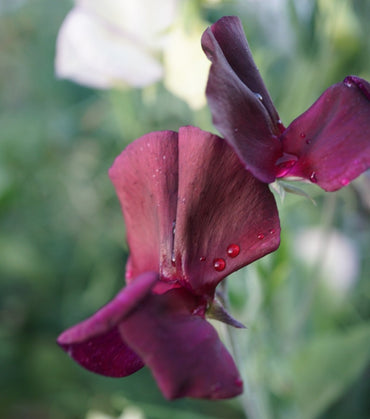 Sweetpea- Elegance Burgundy