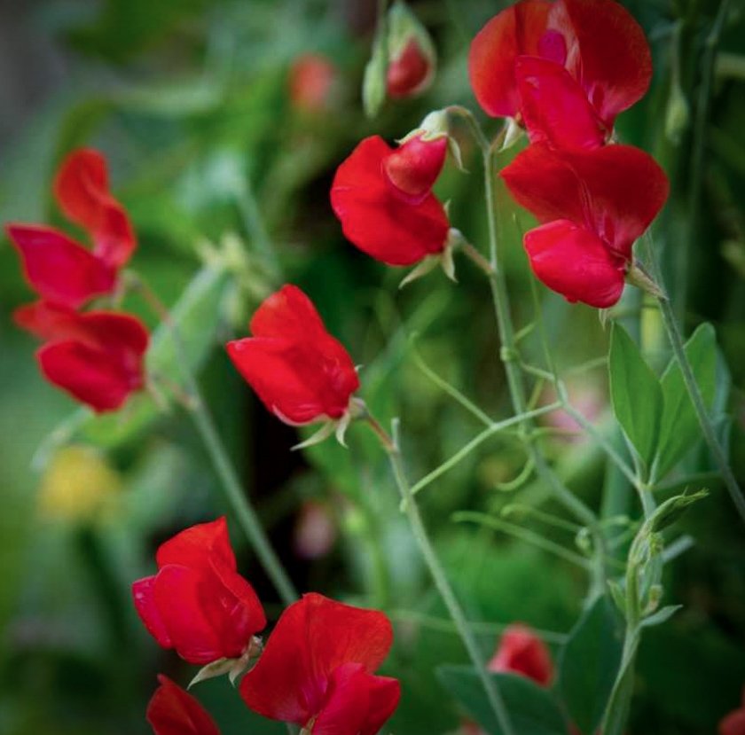 Sweetpea- Elegance Deep Red