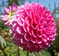 Dahlia- Brian (Tuber)