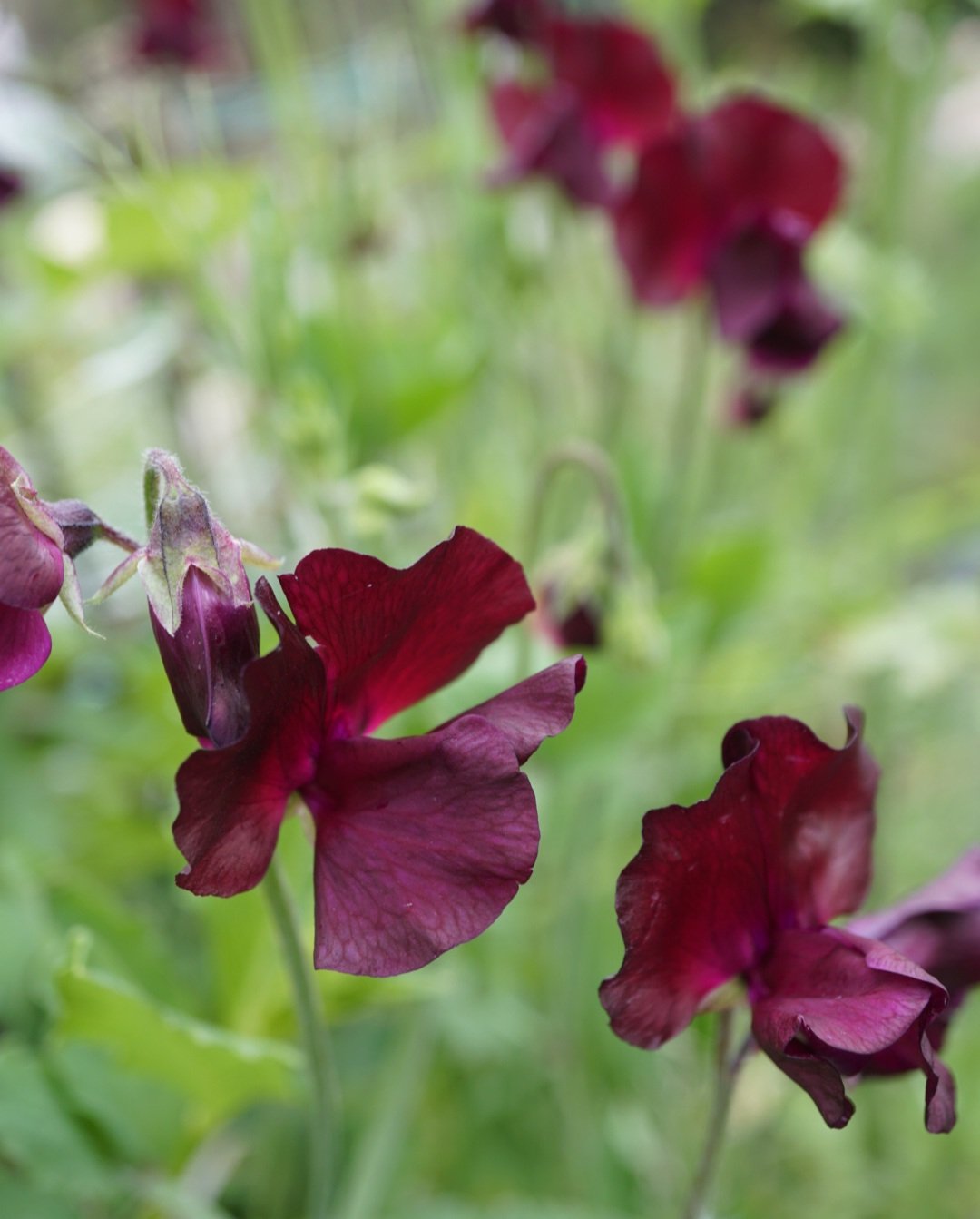 Sweetpea- Elegance Burgundy