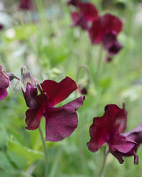 Sweetpea- Elegance Burgundy