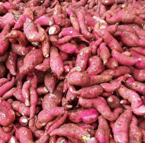 Sweet Potato- Northern Star