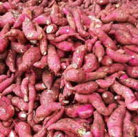 Sweet Potato- Northern Star