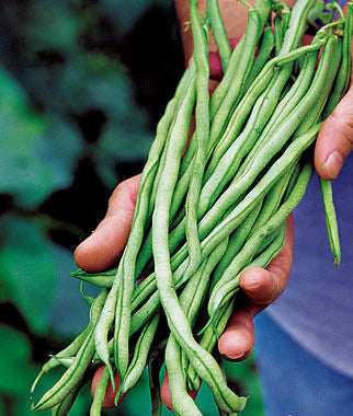 Fortex – Bean Seed