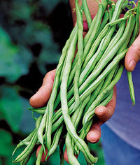 Fortex – Bean Seed