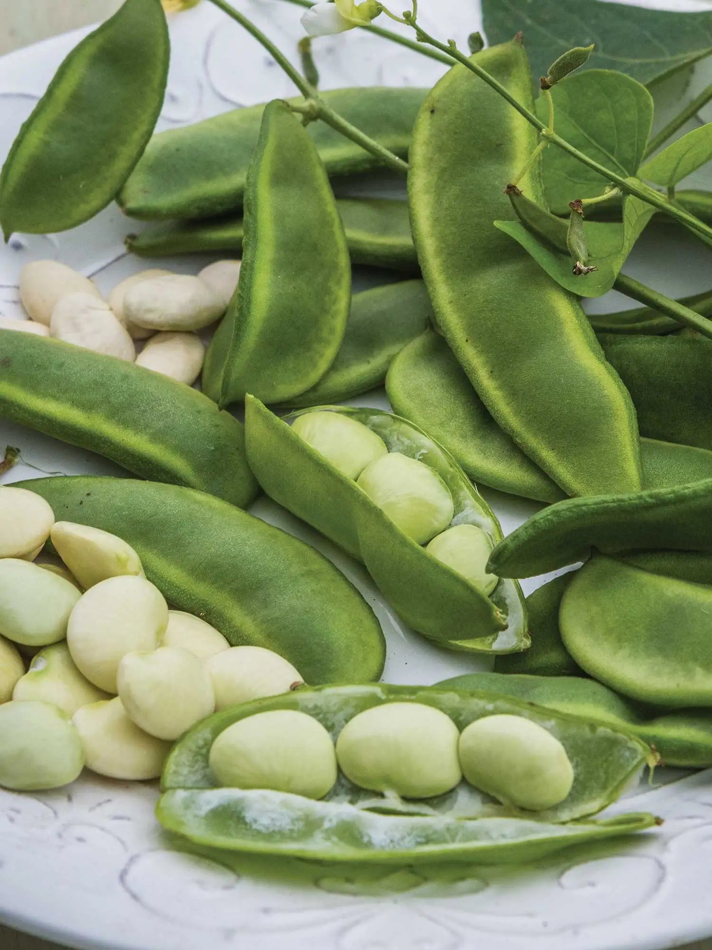 Fordhook 242 – Bean Seed