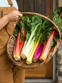 Bright Lights Swiss Chard Seed
