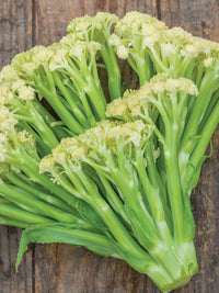 Fioretto 70 – Sprouting Cauliflower Seed