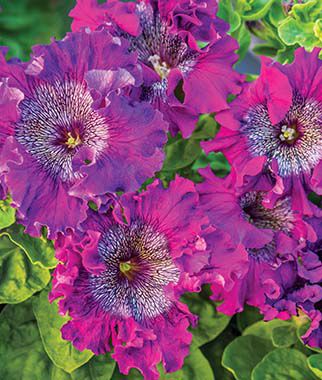 Petunia- Superbissima Dark Purple