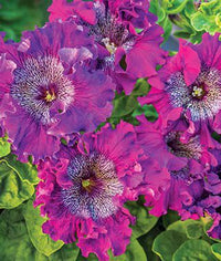 Petunia- Superbissima Dark Purple