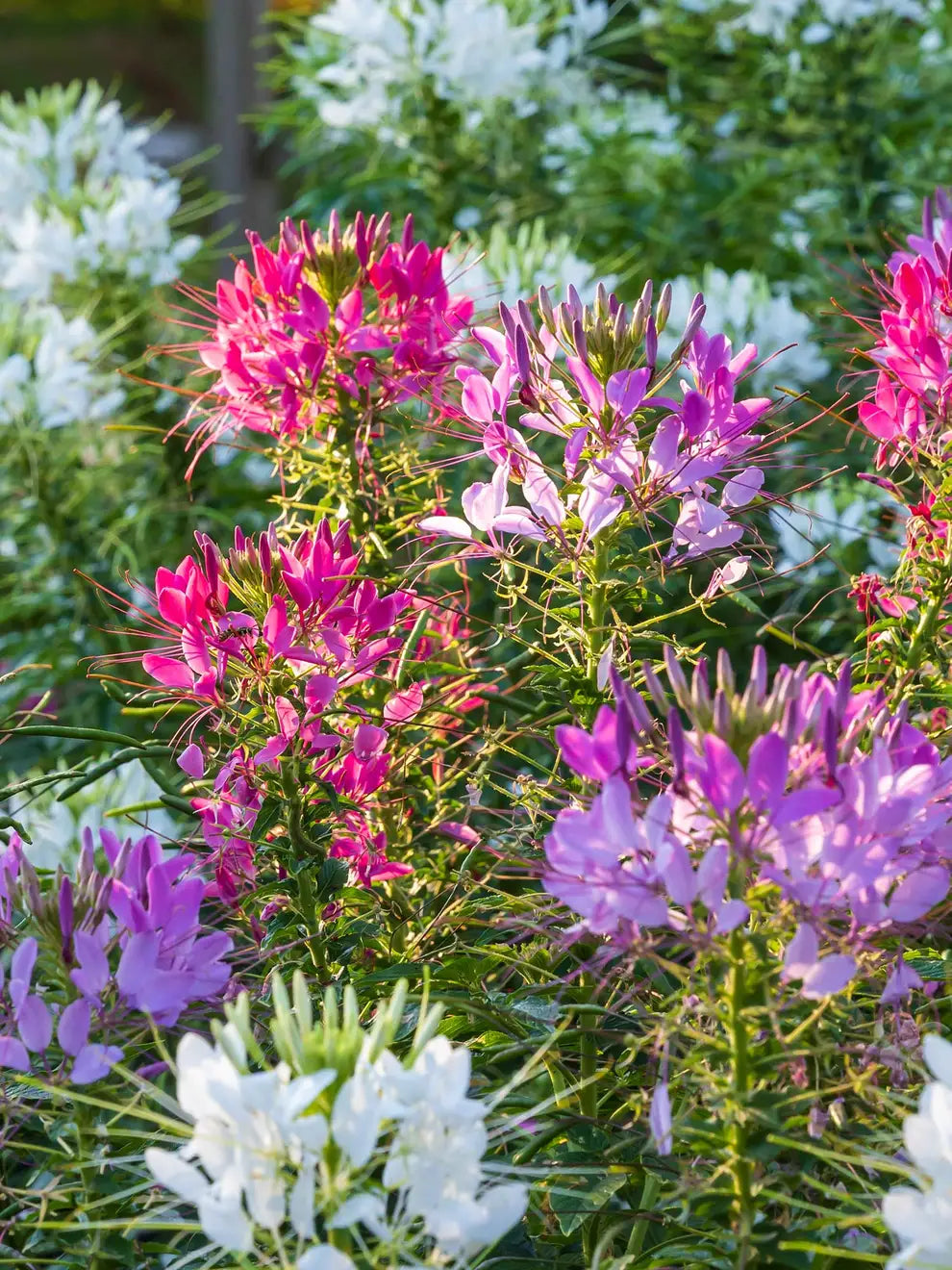 Sparkler Allium Mixture Seeds