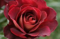 Rose- The RSL Rose