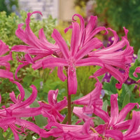 Anastasia Naked Lady