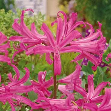 Anastasia Naked Lady