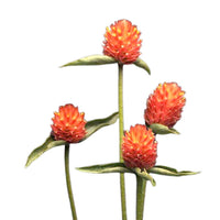 QIS? Orange – Gomphrena Seed