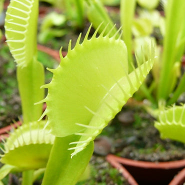 Green Venus Flytrap – Live Carnivorous Plant for  Home Décor