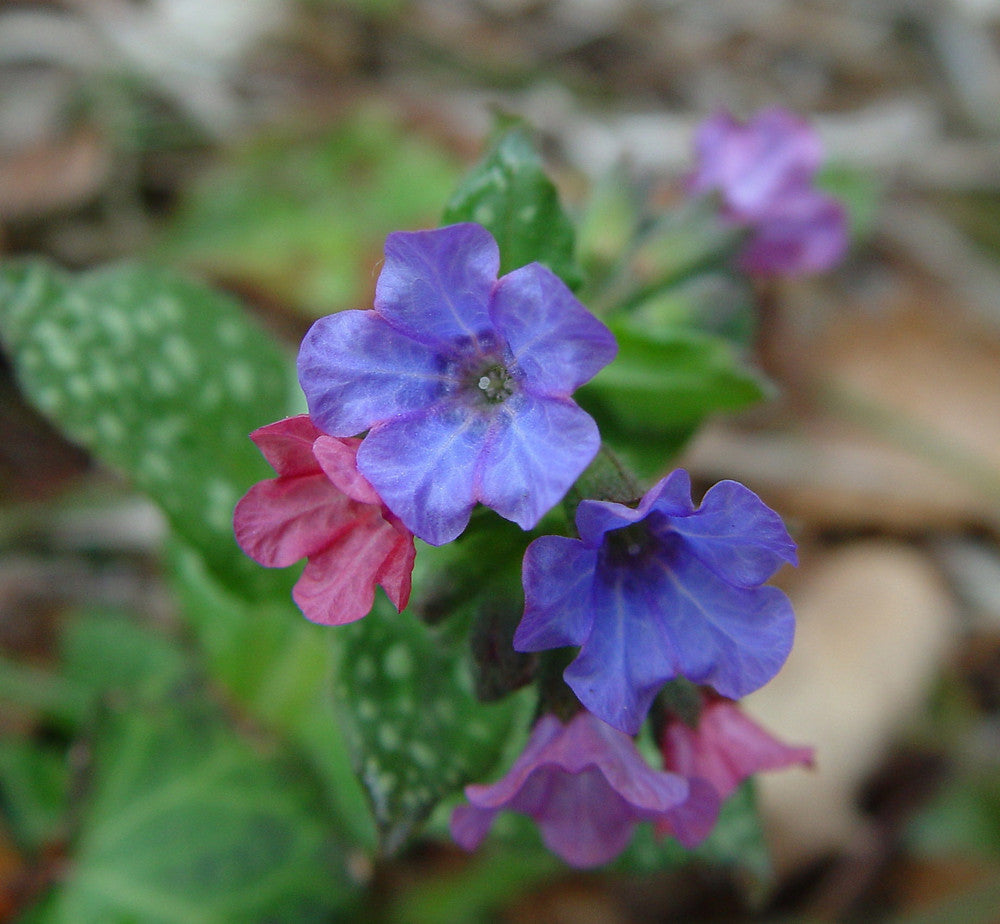 Heirloom Non-GMO Pulmonaria Flower Seeds for planting in home garden