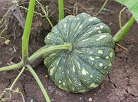 Pumpkin Hybrid Bheema Vegetable Seeds