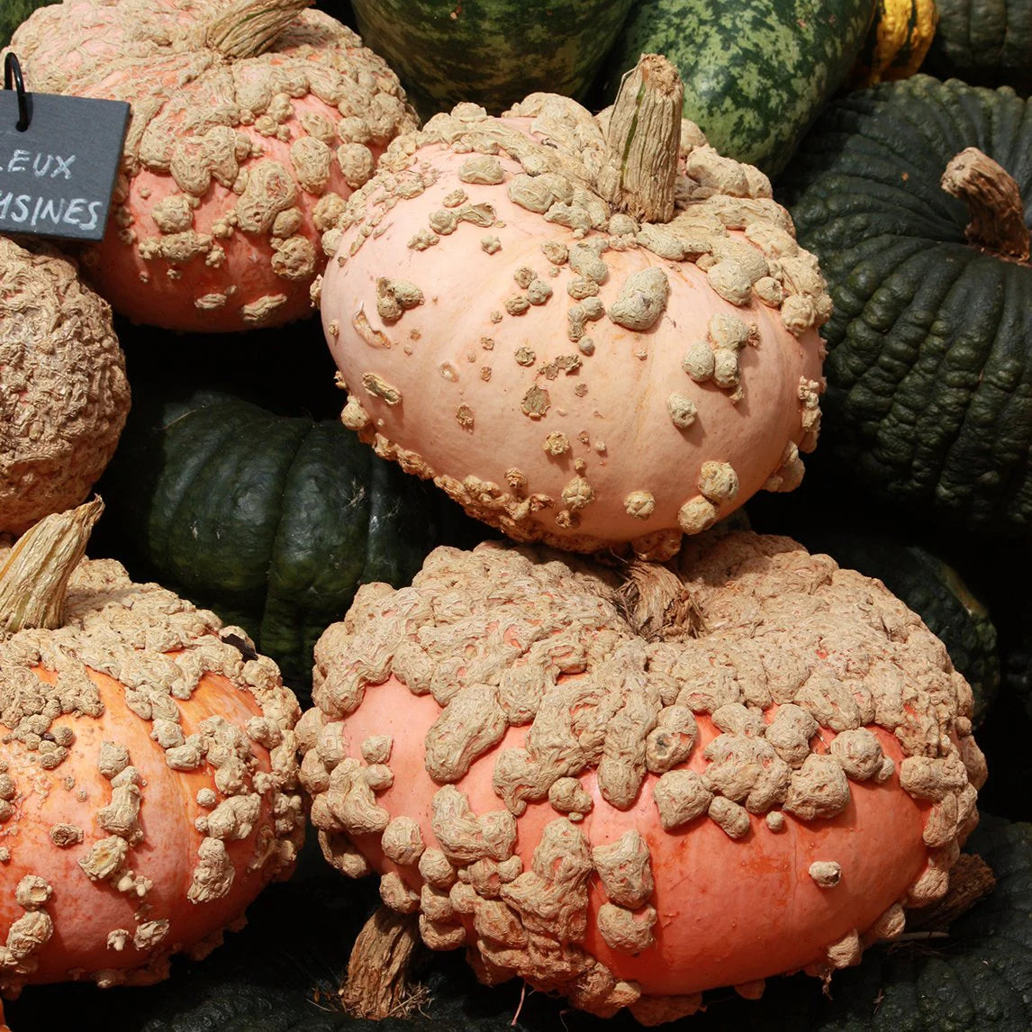 Pumpkin- Galeux D'eysines 25g