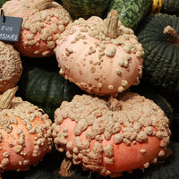 Pumpkin- Galeux D'eysines 25g