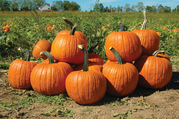 Rocket – Treated Pumpkin Seed