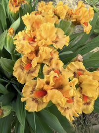 Pure Juice Dwarf Bearded Iris Seeds
