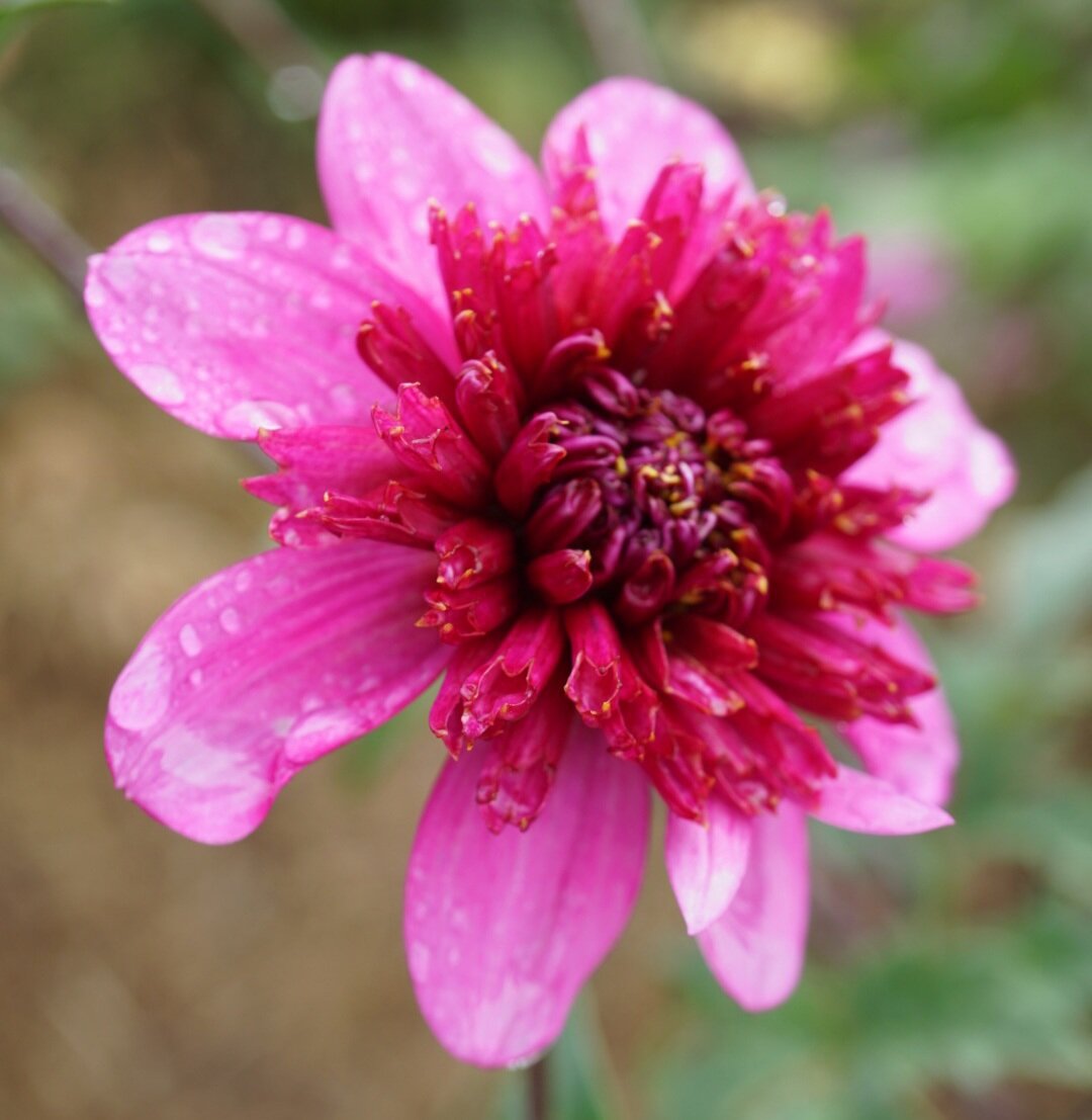 Dahlia- Purex (Tuber)