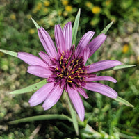 Salsify Edible Flower Seeds for Planting – Heirloom, Non-GMO Flower Seeds