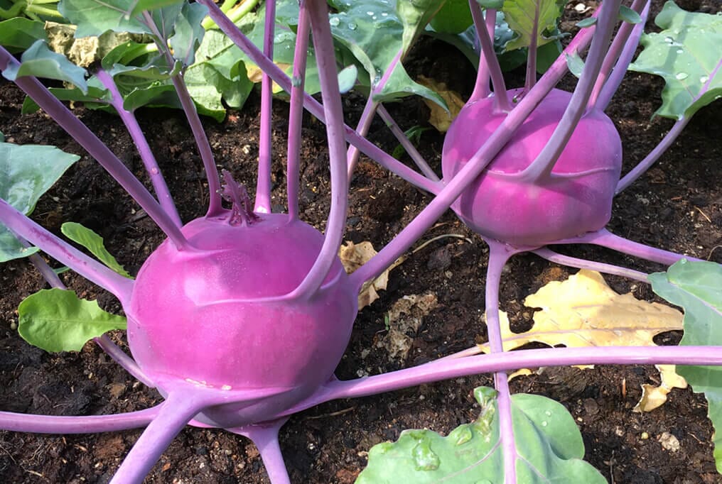 Kohlrabi- Purple Vienna