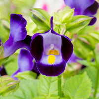 Heirloom Torenia Flower Seeds, Non-GMO Shade-Loving Blooms for Vibrant Garden Planting for planting in home garden
